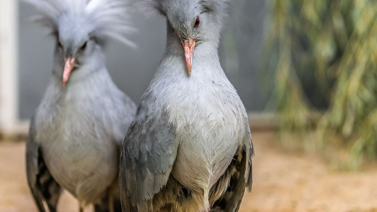 Výběr ředitele pražské zoo končí. Do finální čtyřky postoupil i Bursík